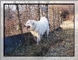 Owczarek w�gierski Kuvasz, p�ot