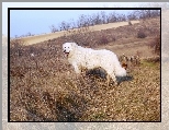 Owczarek w�gierski Kuvasz